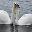 Animals8_thumb